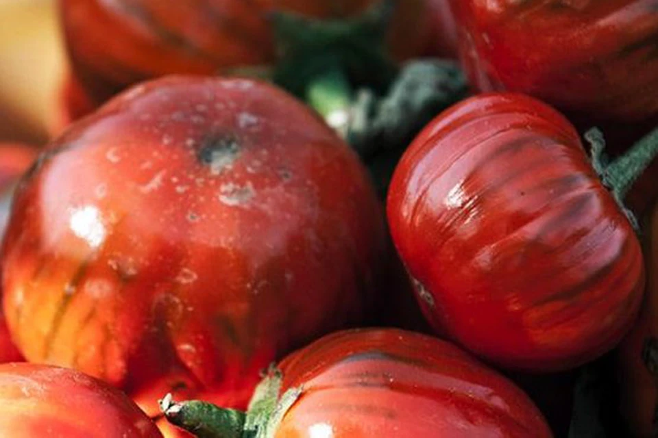 Красные баклажаны, черные помидоры и перцы в виде змей - KP.RU