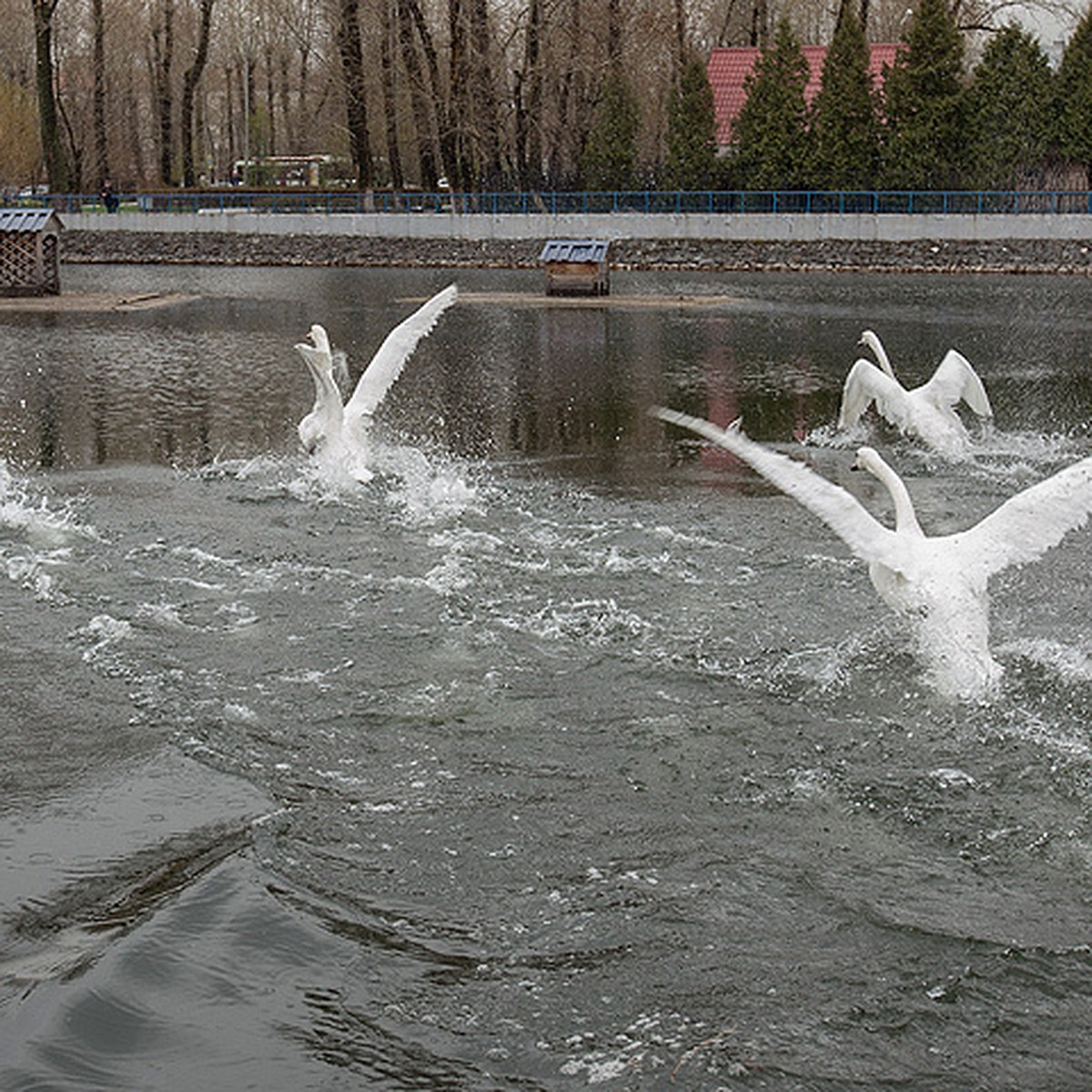 В пруд московского НПЗ вернулись белые лебеди - KP.RU