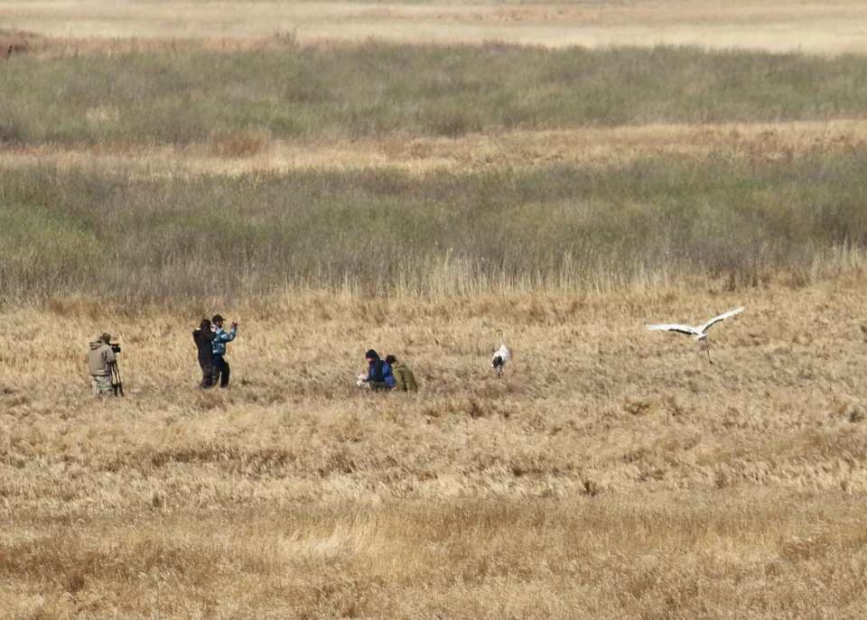Утром 5 мая сотрудники природоохранной зоны отпустили в дикую природу двух вольерных птиц и решили понаблюдать за их поведением.