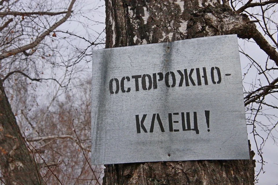 Больше всего жалоб на укусы клещей зарегистрировано во Владивостоке - 614 обращений.