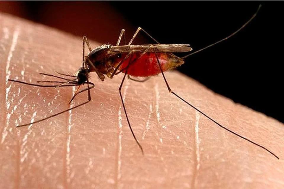 Развенчиваем основные мифы о борьбе с комарами