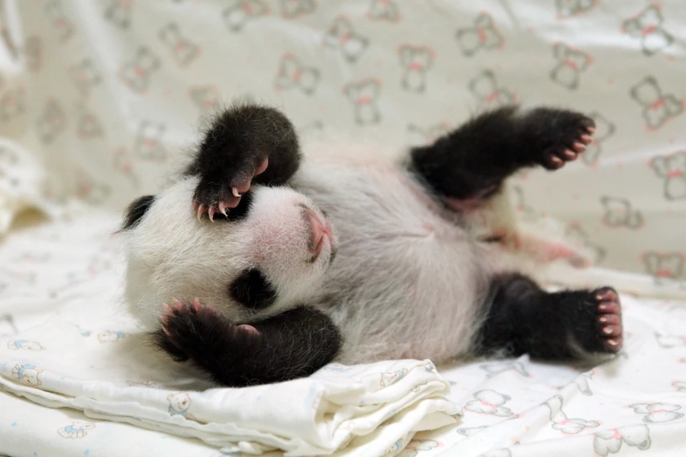 Так выглядит панда через месяц после рождения