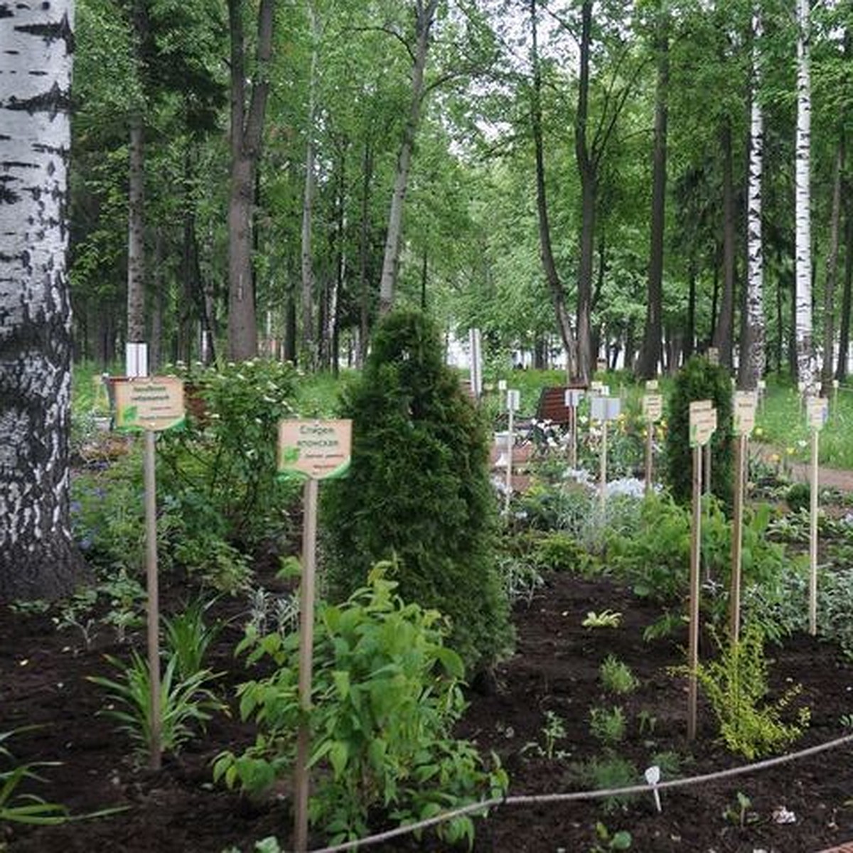 Дендропарк в парке Космонавтов Ижевска получит статус особо охраняемой  территории - KP.RU