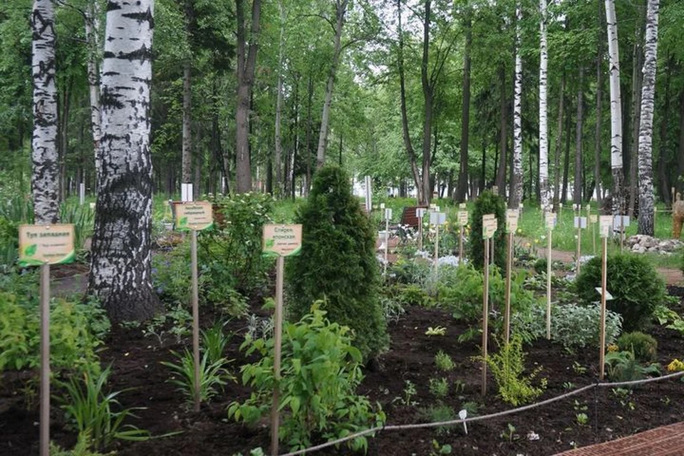 Дендропарк появился в парке Космонавтов в 2015 году. Он расположен на 1,2 гектара земли. Для сравнения, это полтора футбольных поля. Фото: Юрий Абашев