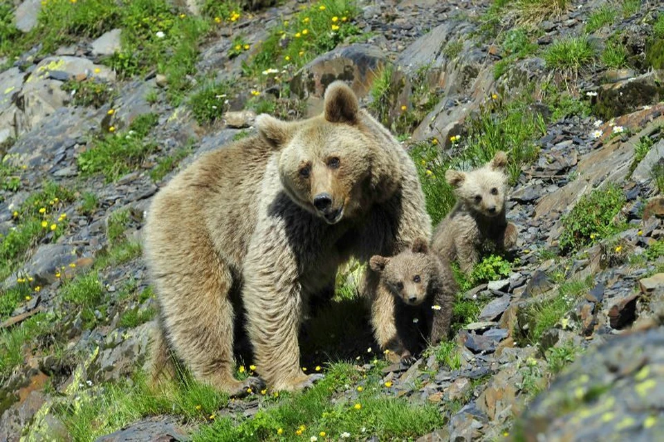 Мамочки с медвежатами старались не попадаться на глаза молодым ухажерам. Фото: Кавказского заповедника.
