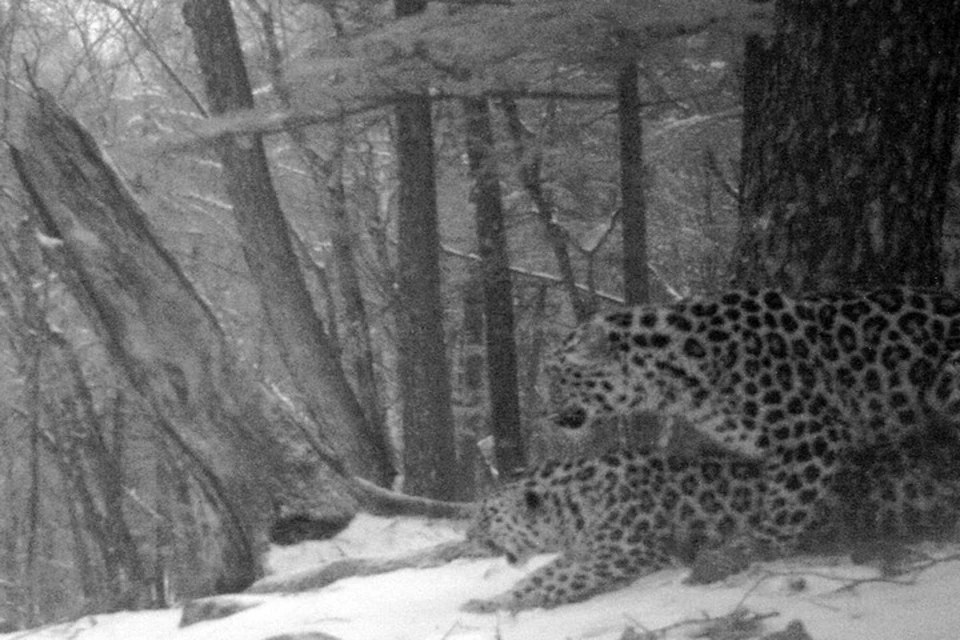Первая в мире фотография спаривания дальневосточных леопардов в дикой природе. Фото: «Земля Леопарда»