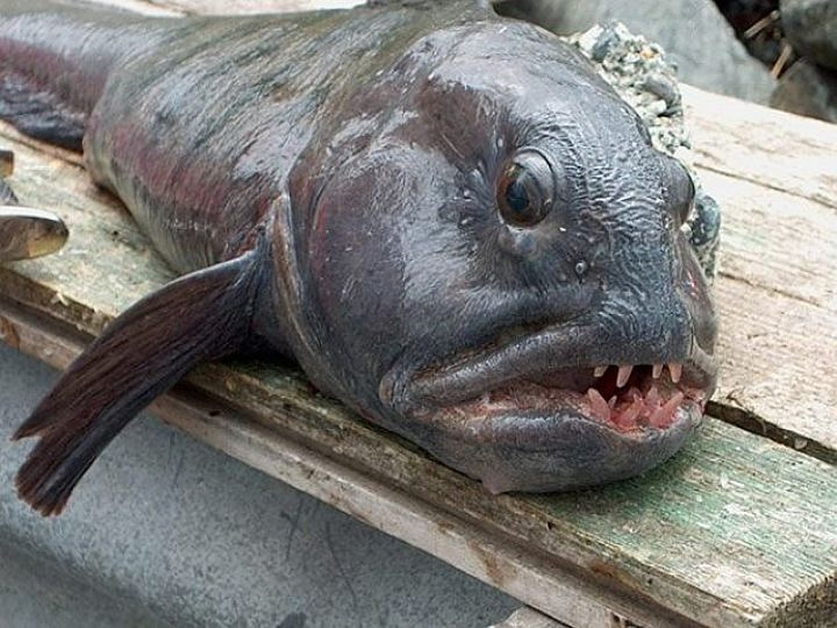 В Томске «нашли» рыбу-мутанта - KP.RU