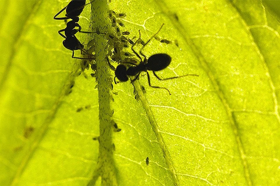 Cамое главное, помните, что в борьбе с муравьями нет какого-то единого способа.