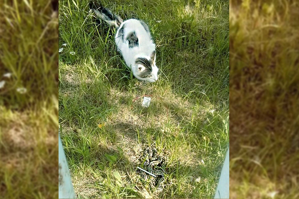 Змея грелась на солнышке, а кошка к ней присматривалсь, чтобы поиграть
