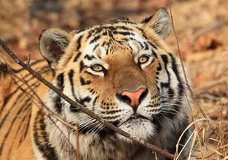 фото: Центр амурский тигр.
