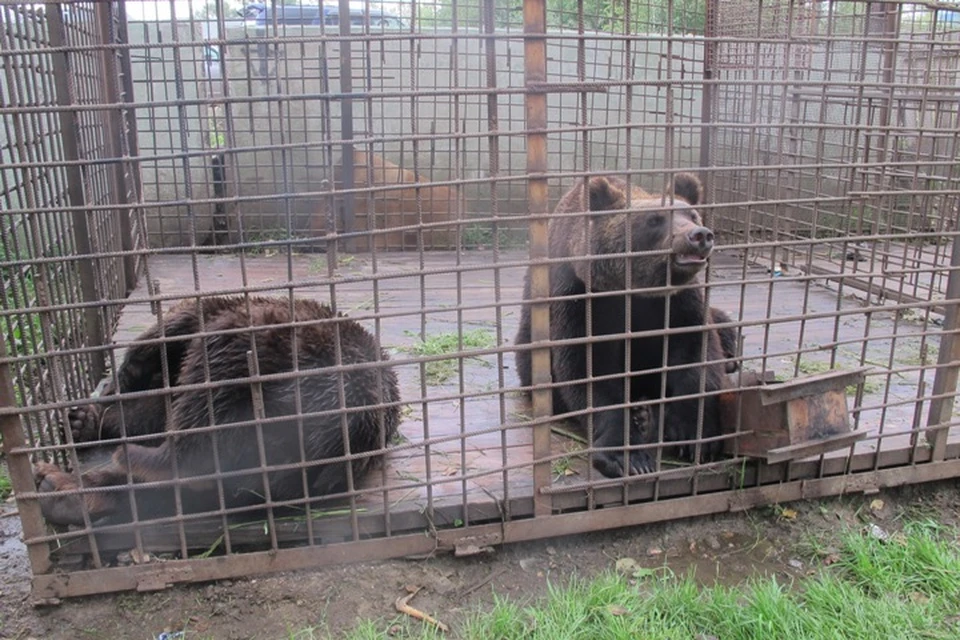 Троих медведей, откусивших руку пьяному посетителю кафе в Иркутской области, усыпят