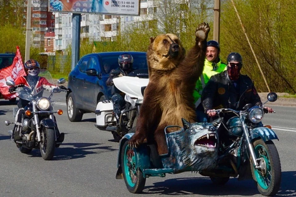 Медведь на экскурсии по городу