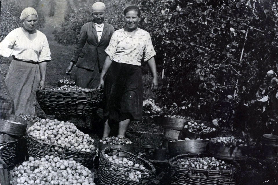 Уборка урожая в советские времена с фруктовых садов института им. Лисавенко