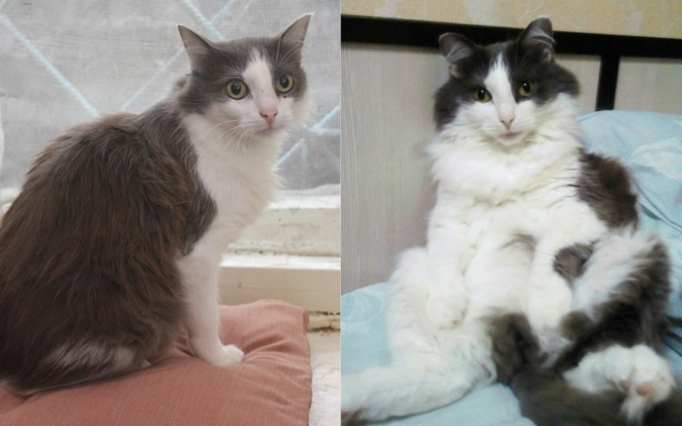 На фоток котик Марсель до и после приюта