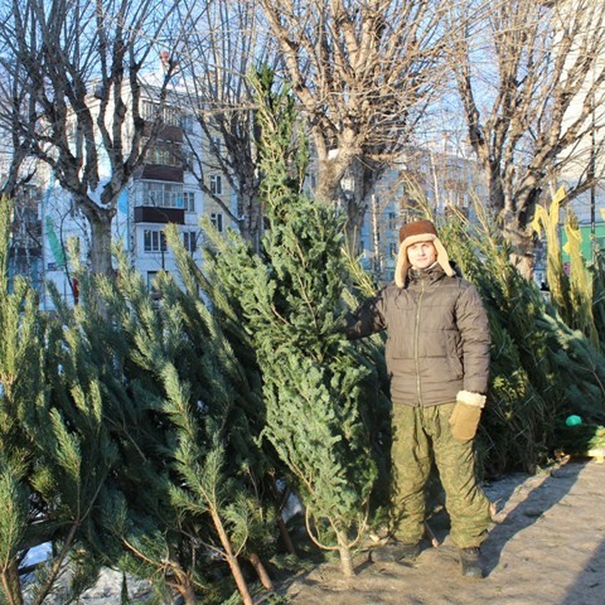 Живая или искусственная: Где и по какой цене в Казани купить новогоднюю  елку - KP.RU