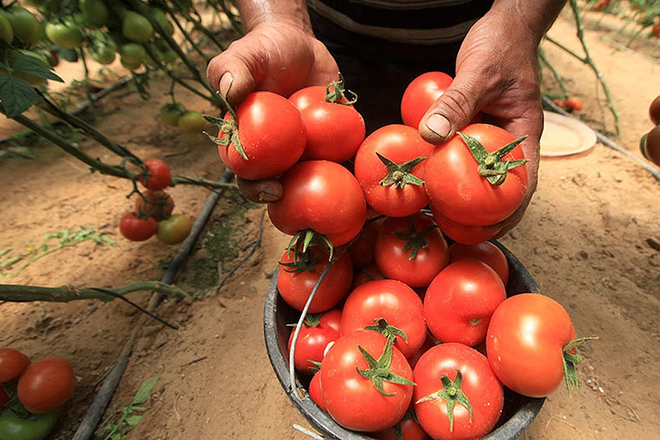 Исследования ученых показали, что регулярное поедание томатов и фруктов замедляет возрастное ухудшение работы легких у всех групп населения.