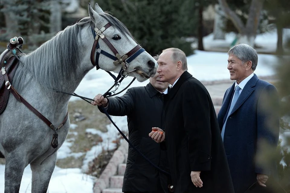Владимир Путин в этом году получил в подарок от Алмазбека Атамбаева жеребца кыргызской породы
