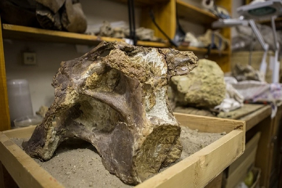 Древнего ящера описали по останкам. Фото: предоставлено пресс-службой ТГУ