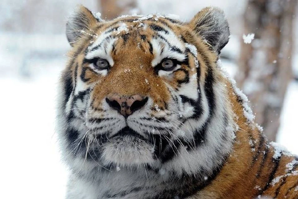 В Приморье группа туристов заметила у дороги амурского тигра