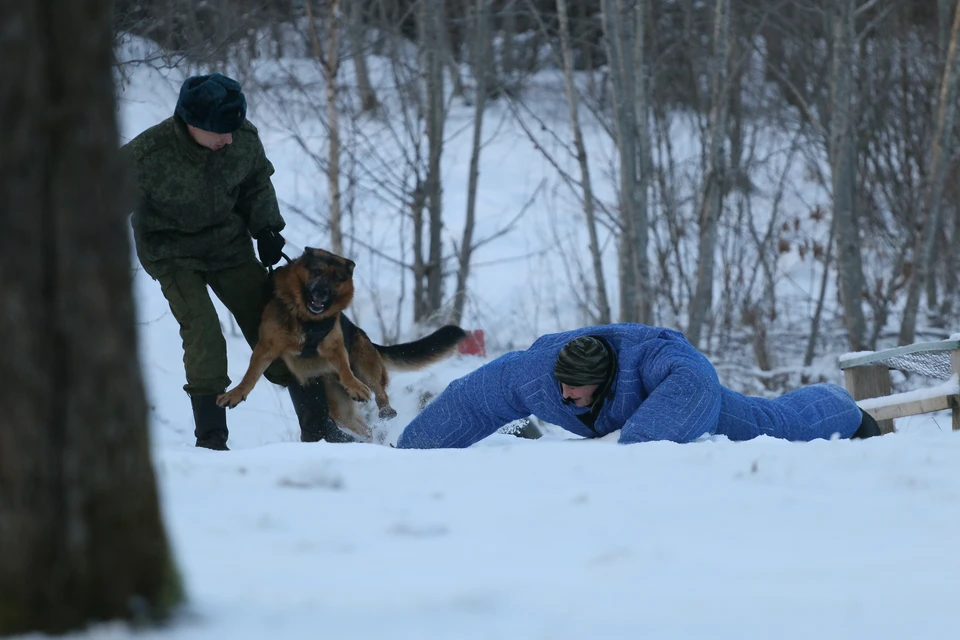 На российско-эстонской границе есть пёс, который за два года помог задержать полсотни нарушителей. И он не советует нарушителям попадаться ему на глаза.
