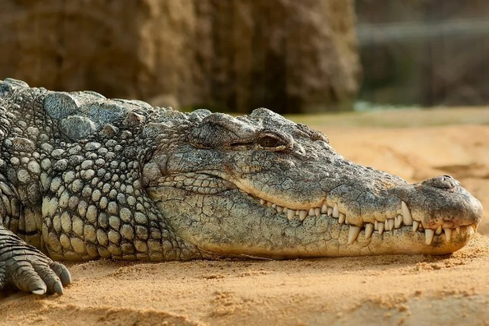 Нильский крокодил - опасное животное