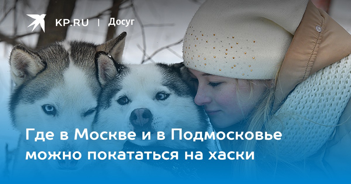 Где в Москве и в Подмосковье можно покататься на хаски - KP.RU