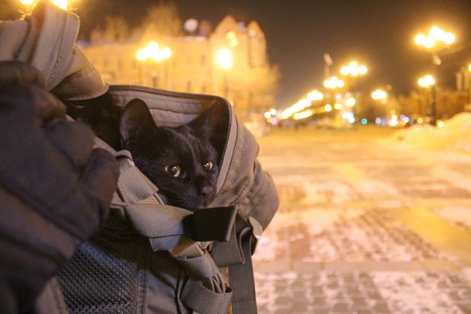 Кот Сэм вместе со своим хозяином совершил кругосветное путешествие по России и остался доволен. Фото: Walking on the planet