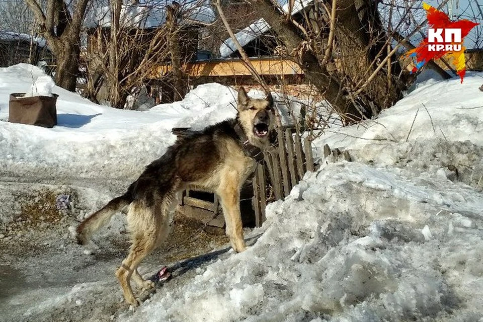 Хозяин истощенной собаки согласился отдать ее в кемеровский приют