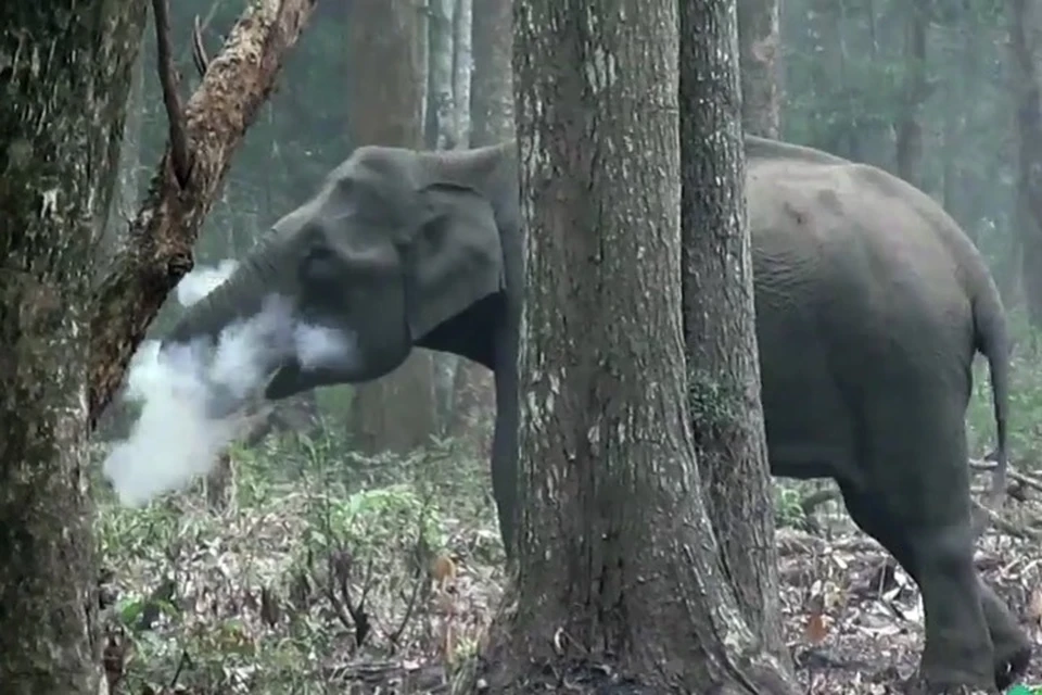 Слонам курить - здоровью не вредить!