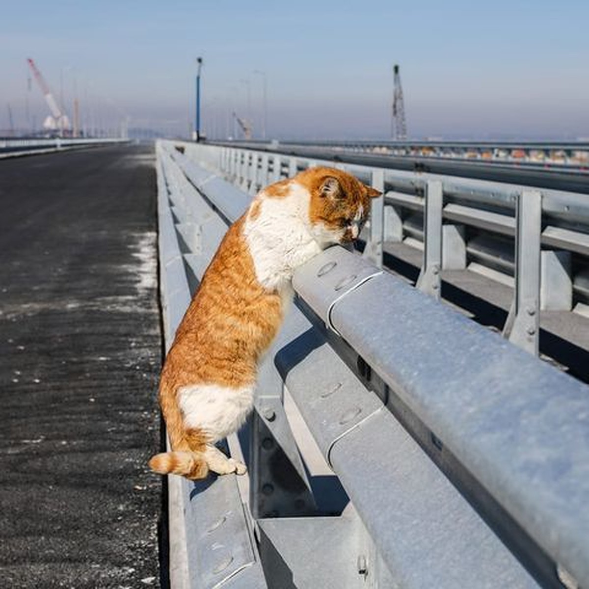 5 котов, которые устроены на работу в России - irhidey.ru