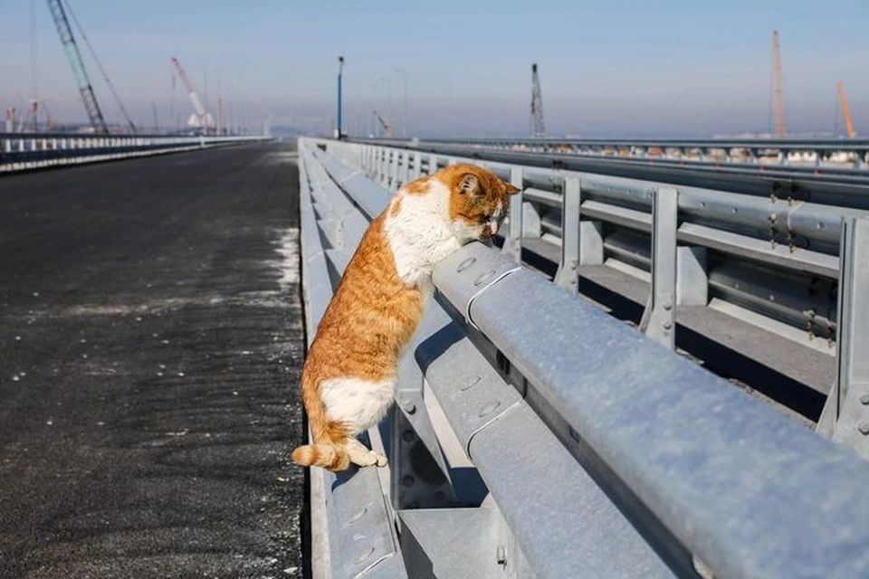 Высота отбойника - полтора кота и один хвост. Фото: кот Моста /Facebook.com