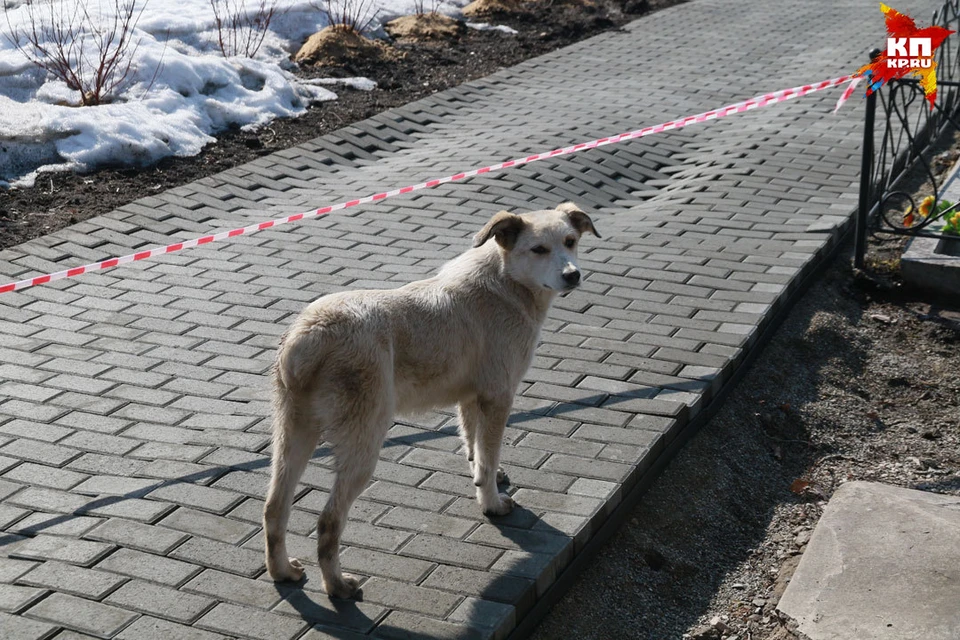 В Нагорном парке вздулась плитка.