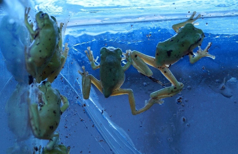 После метаморфоза лягушата приобретают зелено-голубой оттенок