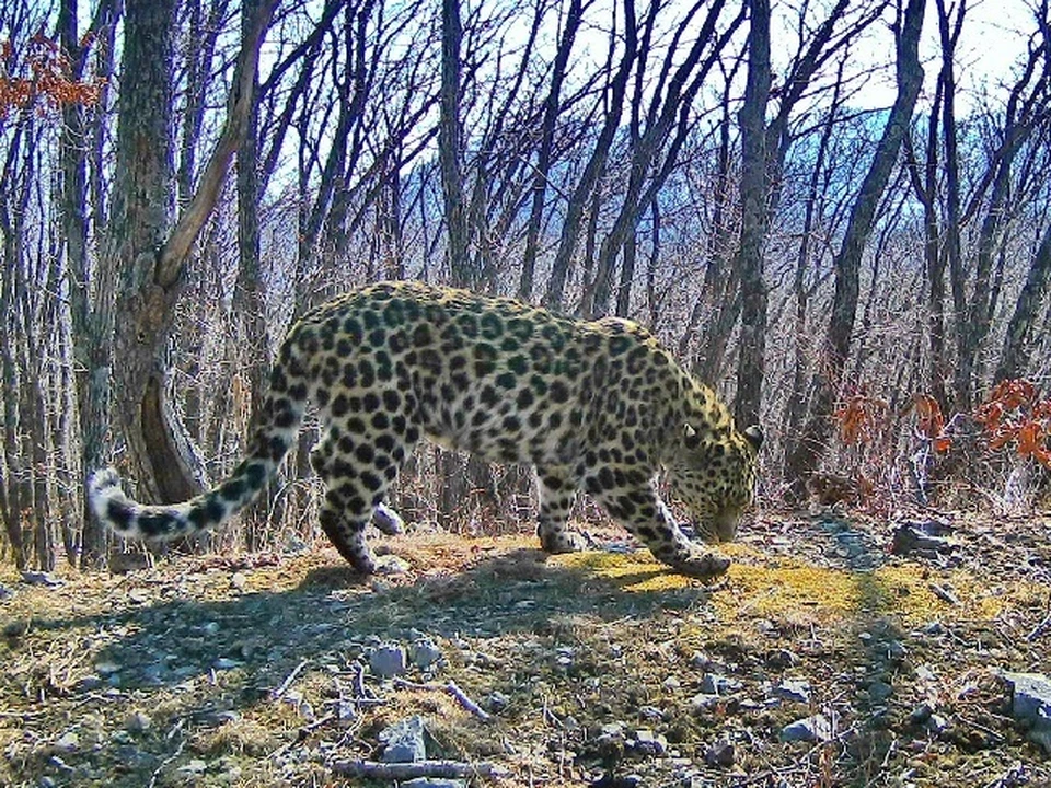Тайга - теперь так зовут эту красивую и редкую кошку. Фото: "Земля леопарда"