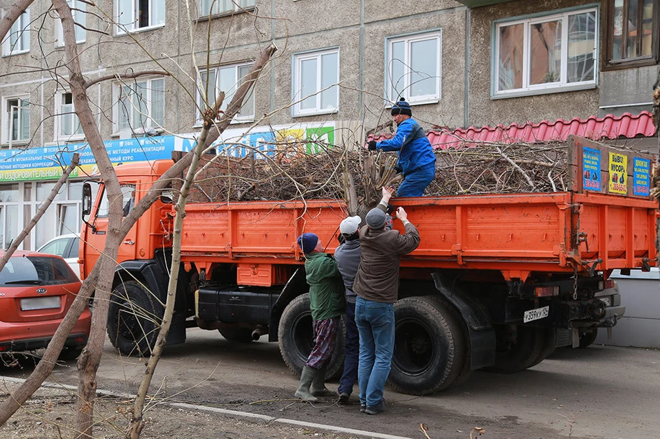 Есть три вида обрезки деревьев – санитарная, формовочная и омолаживающая