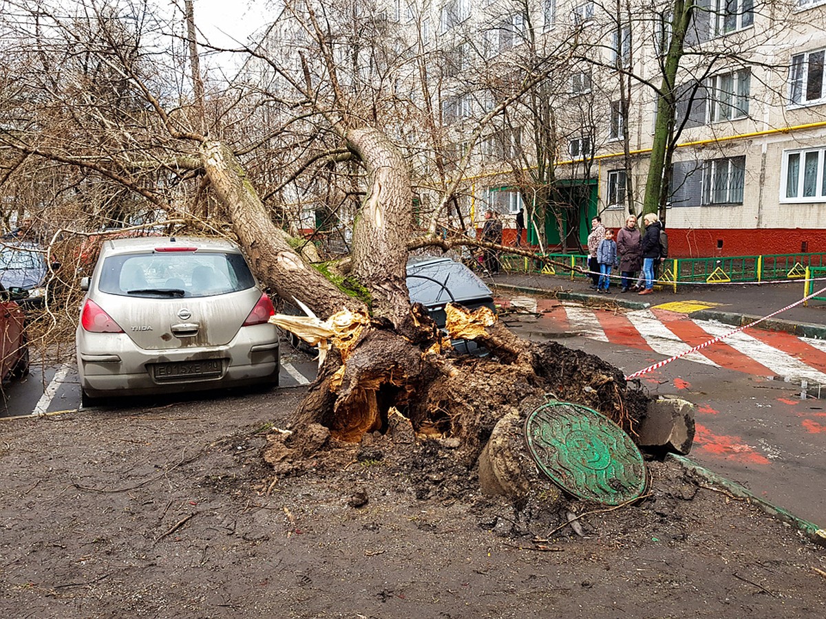 Ураган в Москве: пострадало 17 человек, упало более 900 деревьев,  повреждены 92 автомобиля - KP.RU