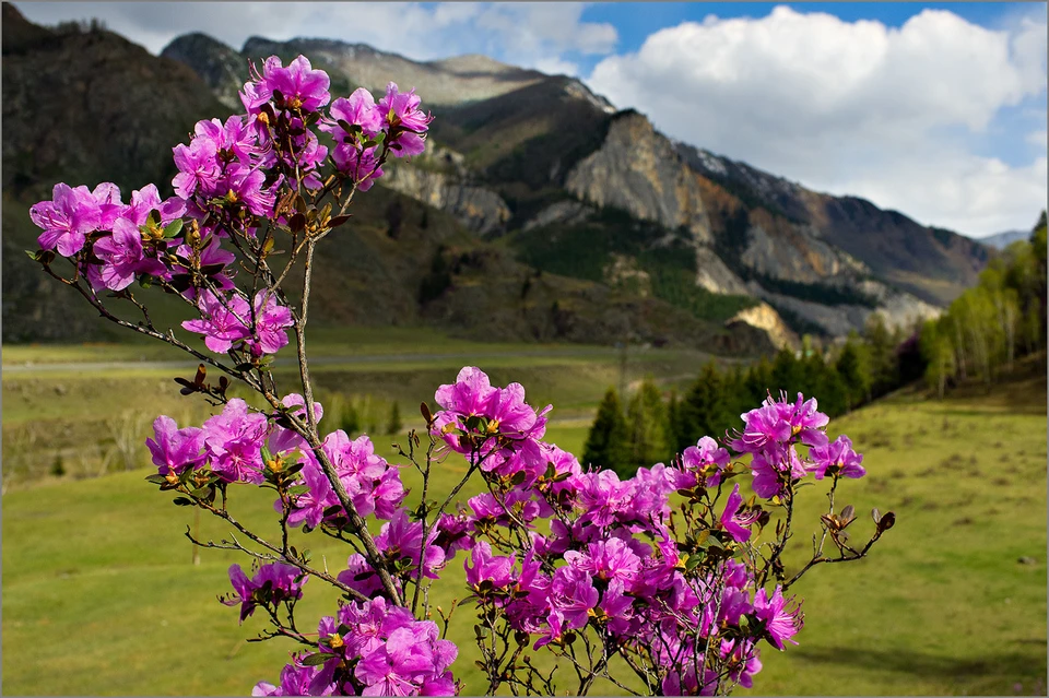 Маральник цветет всего пару недель в году - успейте это увидеть! Фото: maralnik.visitaltai.info