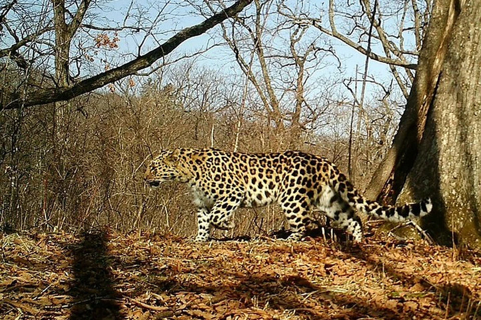 Сейчас на территории нацпарка живут 103 леопарда