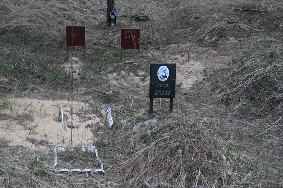 Нелегальное кладбище домашних животных обнаружено под Дзержинском