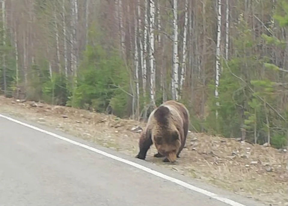 Медвежата на трассе