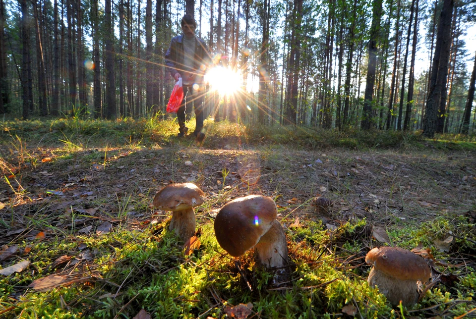 Начался сезон грибной охоты, пик которого придется на конец лета.