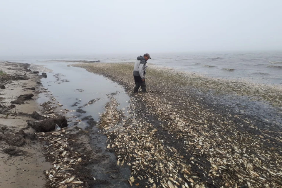 Бизнес или природа: Кто виновен в гибели сотен тысяч тихоокеанских сельдей на Сахалине? ФОТО: РОО «Экологическая вахта Сахалина»
