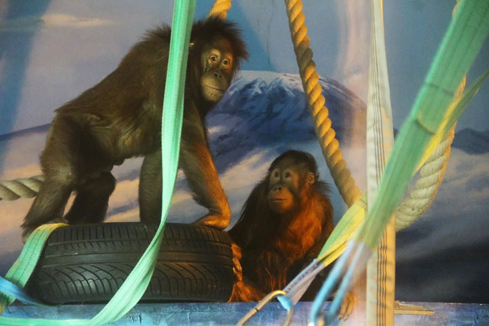 Братишки-орангутаны из Москвы справили новоселье в зоопарке «Лимпопо».