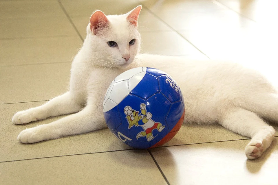 Футбольный эксперт кот Ахилл не ошибается в прогнозах.