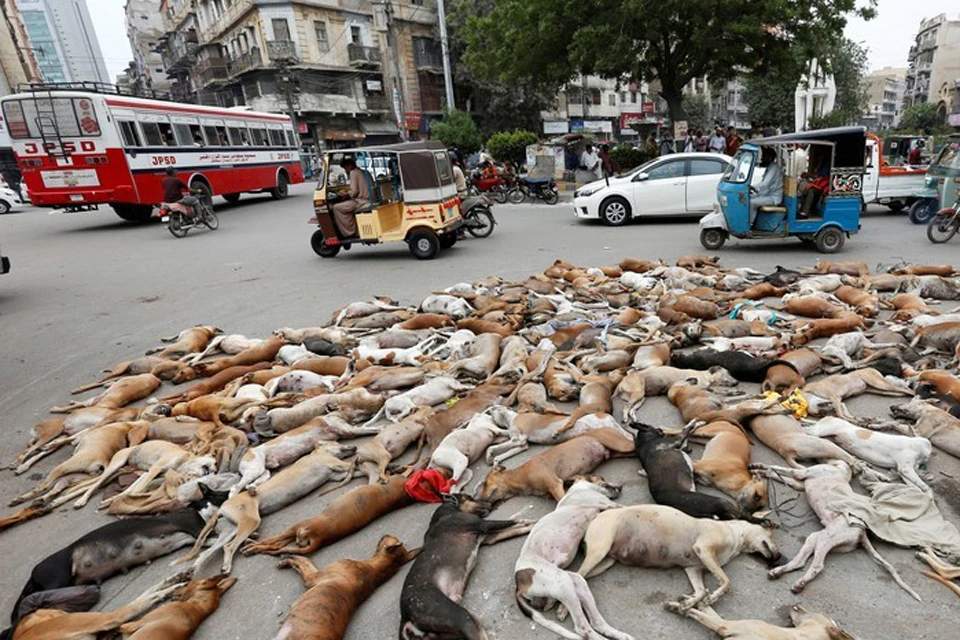 Фото трупов собак на улице оказалось снято не в России, а в Пакистане.