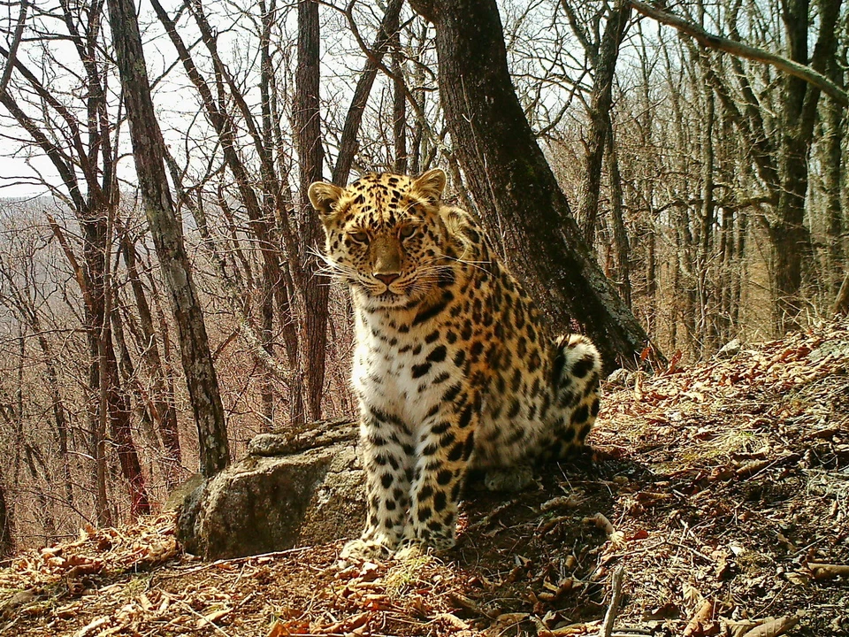 Новые кадры - редкость для дикой природы | Фото: ФГБУ «Земля леопарда»