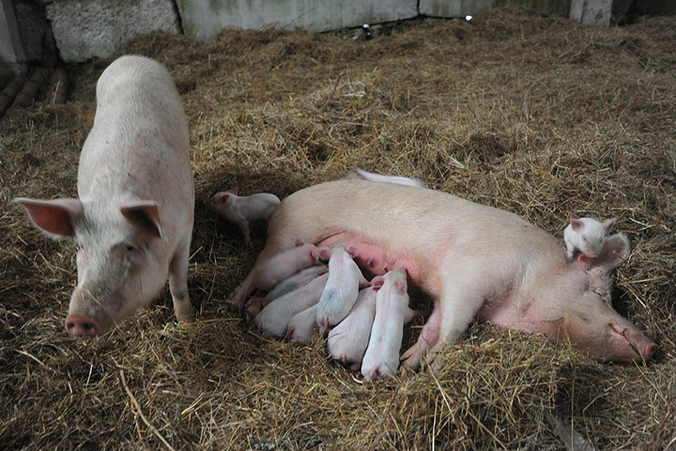 Болеют АЧС домашние и дикие свиньи независимо от возраста и породы