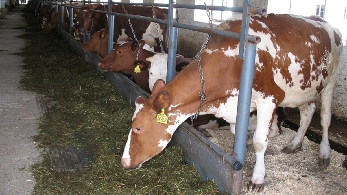 Дипломная работа: Развитие молочного скотоводства в ООО 