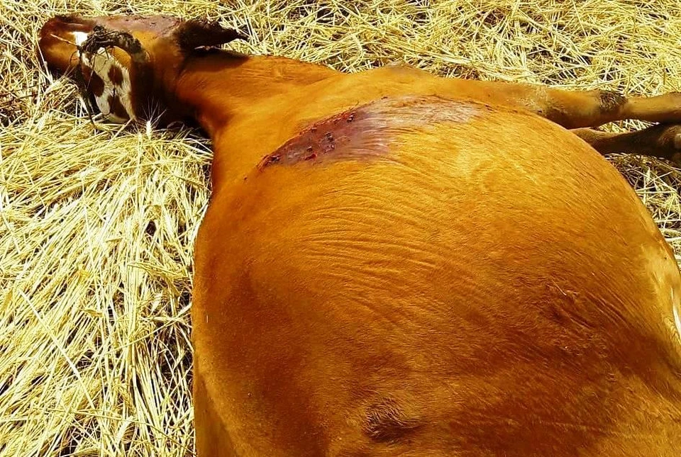 Коровы истекали кровью и умирали на глазах у селян. Только одна из подстреленных выжила. Фото Ольги Панферовой.
