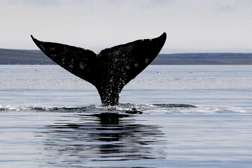 Серые киты на Чукотке иногда участвуют в фото- и видеоссессиях. Фото: ria.ru